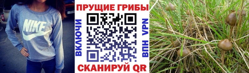 Псилоцибиновые грибы MAGIC MUSHROOMS  Невьянск 